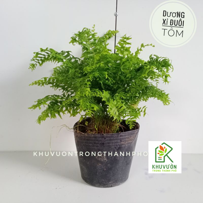 Cây dương xỉ đuôi tôm
