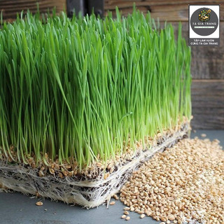 Hạt giống mầm lúa mạch, dinh dưỡng, thu hoạch nhanh - Shop hạt giống Tạ Gia Trang