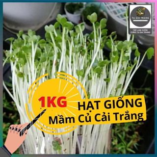 1KG Hạt giống rau mầm củ cải trắng - Thế giới Rau mầm Tạ Gia Trang