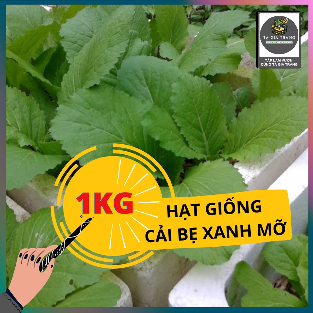 1KG Hạt giống rau cải xanh mỡ (cải bẹ xanh mỡ) - Tổng kho hạt giống Tạ Gia Trang