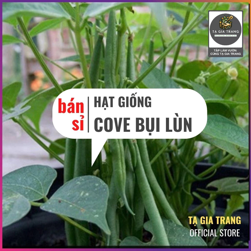 [Bán sỉ] - Hạt giống đậu cove lùn (đậu cove bụi xanh) - Shop hạt giống Tạ Gia Trang