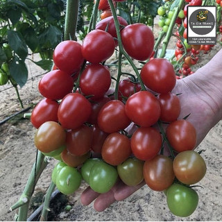 [Bán Sỉ] - Hạt Giống Cà Chua Cherry Bi Chùm Đỏ (Cà Chua Chuỗi Ngọc)