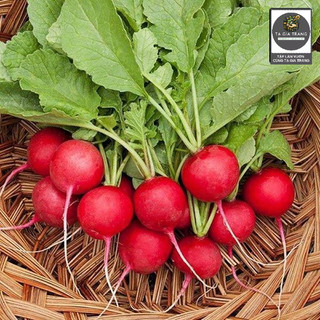 [Bán sỉ] - Hạt giống củ cải đỏ cherry (củ cải đỏ tí hon)