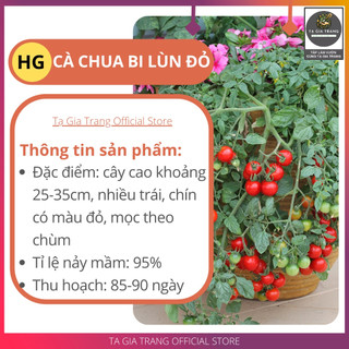 [Bán sỉ] - Hạt giống cà chua bi lùn đỏ (cà chua bonsai)
