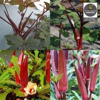 [Bán Sỉ] - Hạt Giống Đậu Bắp Đỏ (Mướp Tây - Đậu Bắp Tím)