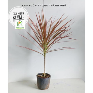 Cây hoàn kiếm, cây phất dụ kiếm
