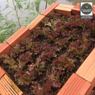 Hạt giống xà lách tím (xà lách xoăn tím - xà lách Lollo Rossa)