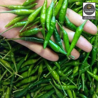 Hạt giống ớt xiêm - Shop hạt giống Tạ Gia Trang