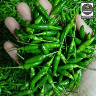 Hạt giống ớt xiêm - Shop hạt giống Tạ Gia Trang
