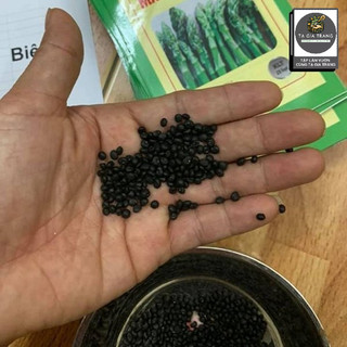Hạt giống măng tây xanh thân mập, trồng quanh năm