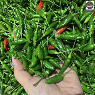 Hạt giống ớt xiêm - Shop hạt giống Tạ Gia Trang