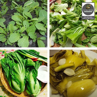 Hạt giống cải bẹ dưa (cải bẹ Đông Dư, cải bẹ muối dưa)