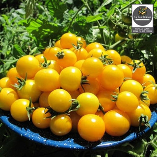 Hạt giống cà chua bi chùm vàng (Cà chua cherry vàng) - Shop hạt giống Tạ Gia Trang