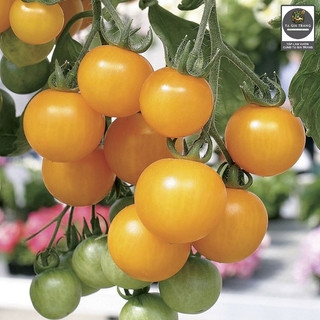 Hạt giống cà chua bi chùm vàng (Cà chua cherry vàng) - Shop hạt giống Tạ Gia Trang