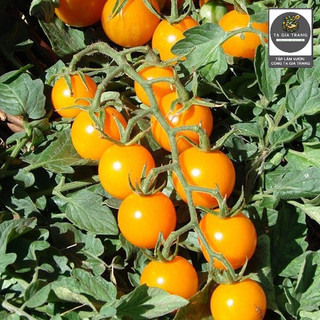 Hạt giống cà chua bi chùm vàng (Cà chua cherry vàng) - Shop hạt giống Tạ Gia Trang