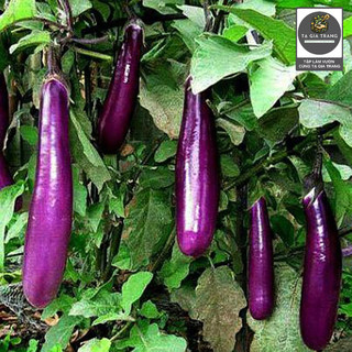 Hạt giống cà tím dài ruột xanh