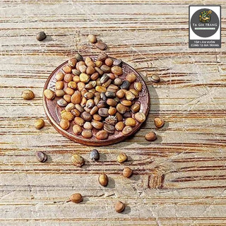 Hạt giống rau Wild Rocket Arugula, vị cay nhẹ, dễ trồng, thu hoạch nhanh