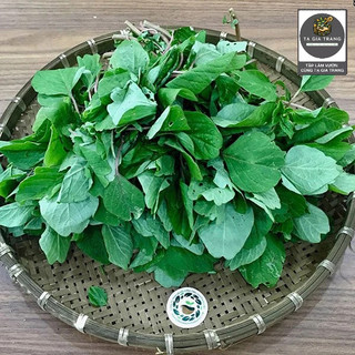 Hạt giống rau dền cơm dễ trồng, tốt cho sức khoẻ, thu hoạch nhanh