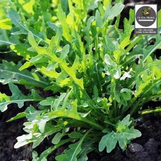 Hạt giống rau Wild Rocket Arugula, vị cay nhẹ, dễ trồng, thu hoạch nhanh