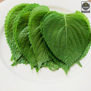 Hạt giống lá mè Hàn Quốc (lá vừng xanh - rau thơm mè Sesame)