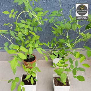 Hạt giống hoa đậu biếc kép màu sắc rực rỡ, dễ trồng