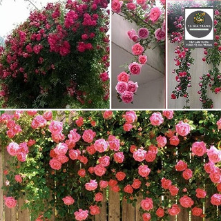 Hạt giống hoa hồng leo đẹp mắt, dễ trồng, lý tưởng cho giàn hoa