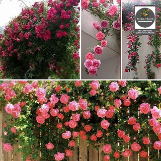Hạt giống hoa hồng leo đẹp mắt, dễ trồng, lý tưởng cho giàn hoa