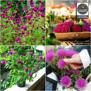 Hạt giống hoa cúc bách nhật nở đẹp, lâu tàn