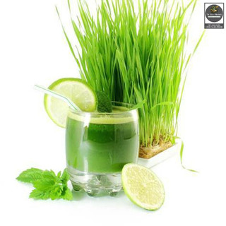 Hạt giống mầm lúa mạch, dinh dưỡng, thu hoạch nhanh - Shop hạt giống Tạ Gia Trang