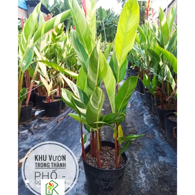 Cây Chuối mỏ két cẩm thạch (sỉ & lẻ)