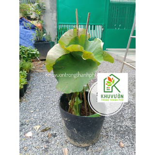 Hoa sen juwaba (chỉ giao hoả tốc)