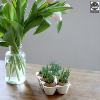 Hạt giống mầm lúa mạch, dinh dưỡng, thu hoạch nhanh - Shop hạt giống Tạ Gia Trang