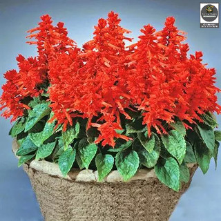 Hạt giống hoa xác pháo đỏ - Shop hạt giống Tạ Gia Trang