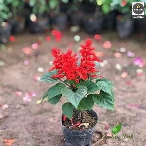 Hạt giống hoa xác pháo đỏ - Shop hạt giống Tạ Gia Trang