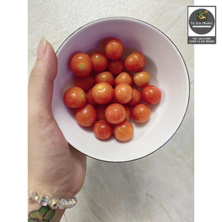 [Bán Sỉ] - Hạt Giống Cà Chua Cherry Bi Chùm Đỏ (Cà Chua Chuỗi Ngọc)