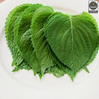 [Bán Sỉ] - Hạt Giống Lá Mè Hàn Quốc (Rau Thơm Mè Sesame)