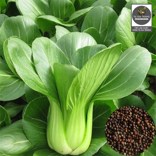 [Bán sỉ] - Hạt giống rau cải chíp (cải thìa - cải chít - cải chip)