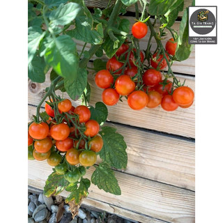 [Bán Sỉ] - Hạt Giống Cà Chua Cherry Bi Chùm Đỏ (Cà Chua Chuỗi Ngọc)