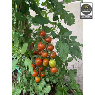 [Bán Sỉ] - Hạt Giống Cà Chua Cherry Bi Chùm Đỏ (Cà Chua Chuỗi Ngọc)