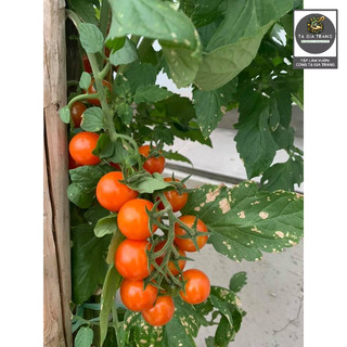 [Bán Sỉ] - Hạt Giống Cà Chua Cherry Bi Chùm Đỏ (Cà Chua Chuỗi Ngọc)