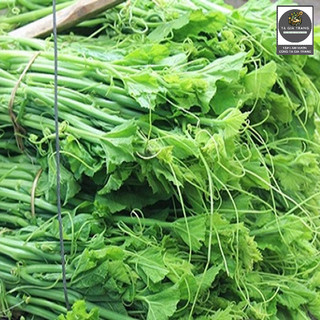 [Bán sỉ] - Hạt giống bí siêu ngọn (bí siêu đọt) - Shop hạt giống Tạ Gia Trang