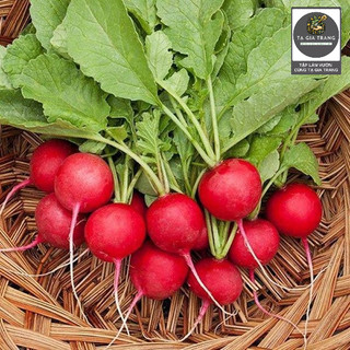 [Bán sỉ] - Hạt giống củ cải đỏ cherry (củ cải đỏ tí hon)