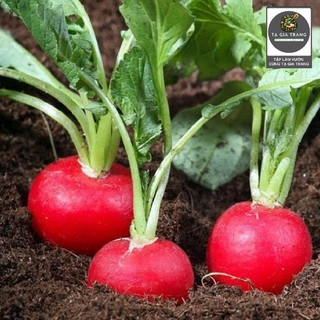 [Bán sỉ] - Hạt giống củ cải đỏ cherry (củ cải đỏ tí hon)