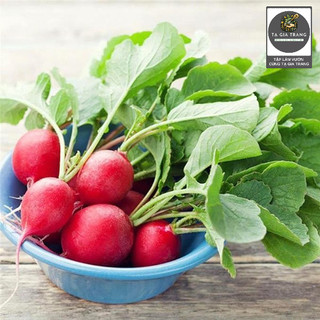 [Bán sỉ] - Hạt giống củ cải đỏ cherry (củ cải đỏ tí hon)