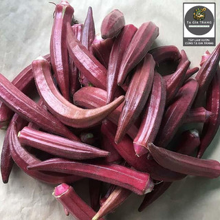 [Bán Sỉ] - Hạt Giống Đậu Bắp Đỏ (Mướp Tây - Đậu Bắp Tím)