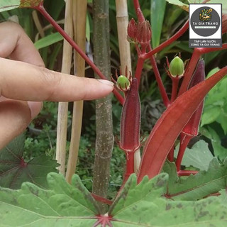 [Bán Sỉ] - Hạt Giống Đậu Bắp Đỏ (Mướp Tây - Đậu Bắp Tím)