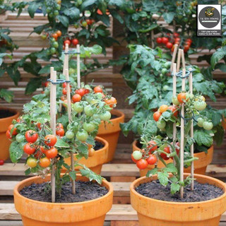 [Bán sỉ] - Hạt giống cà chua bi lùn đỏ (cà chua bonsai)