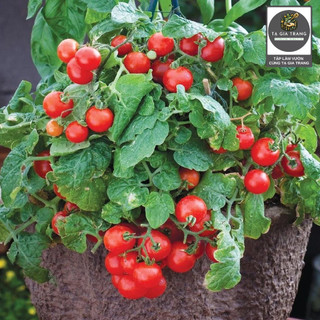 [Bán sỉ] - Hạt giống cà chua bi lùn đỏ (cà chua bonsai)