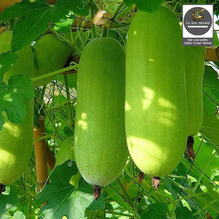 [Bán sỉ] - Hạt giống bí đao chanh (bí đao thanh trúc)