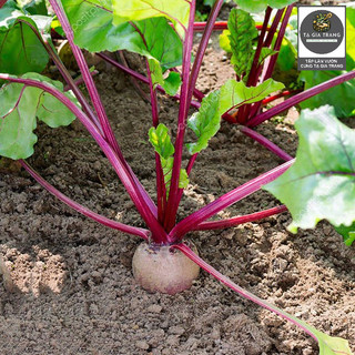 Hạt giống củ dền đỏ, củ to, dễ trồng, năng suất cao - Làm vườn cùng Tạ Gia Trang